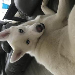 Lost Dog Izzy