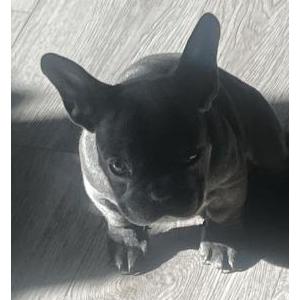 Lost Dog Lil boy