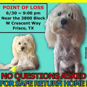 Lost Dog Penney Layne