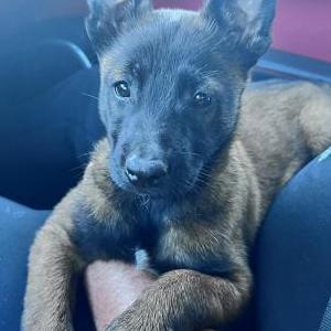 Image of Enyo, Lost Dog