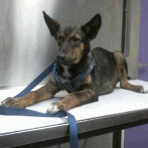 Lost Dog Kira
