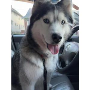 Lost Dog Hayley