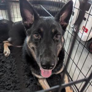 Found Dog U know