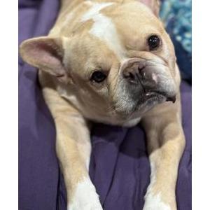 Lost Dog Bruno Jack