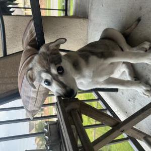 Found Dog Unknown