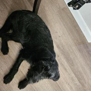 Found Dog Unknown