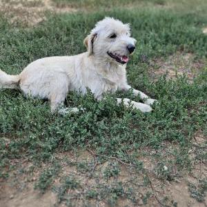 Found Dog Unknown