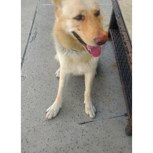 Found Dog Matties