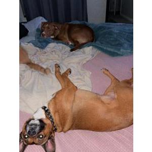 Lost Dog Taquito