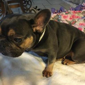 Found Dog Unknown