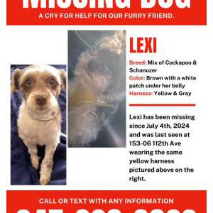 Lost Dog Lexie