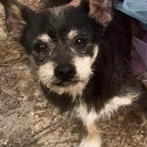 Lost Dog Jack