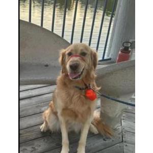 Lost Dog Rex