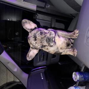 Lost Dog Ace