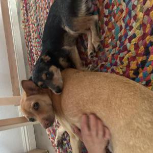 Found Dog Unknown