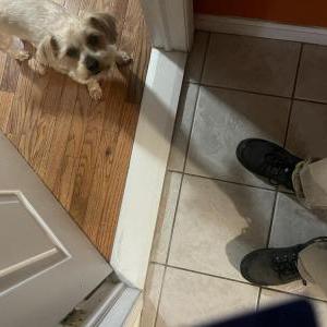 Lost Dog Coco