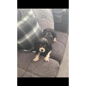 Lost Dog Dixie