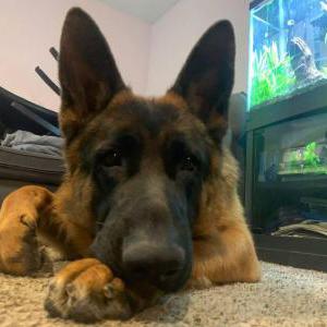 Lost Dog Tyron
