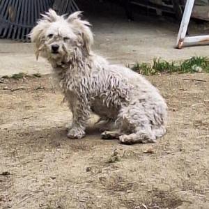 Lost Dog Tink