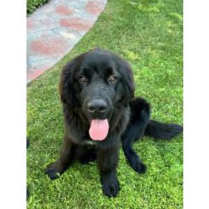 Found Dog Unknown
