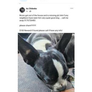 Lost Dog BRUNO