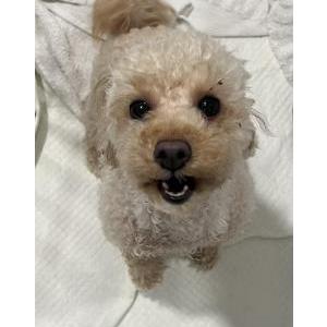 Lost Dog Unknown