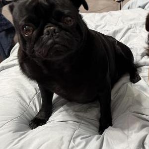 Lost Dog LJ