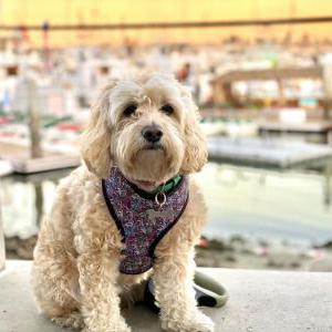 2nd Image of Sydney, Lost Dog