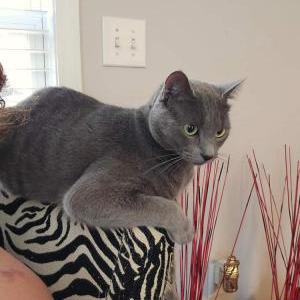 Image of Pepper, Lost Cat