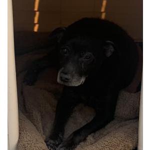 Lost Dog Raven