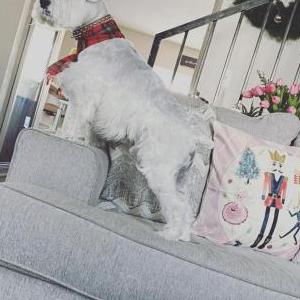Lost Dog Casper Tingle