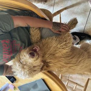 Found Dog Unknown