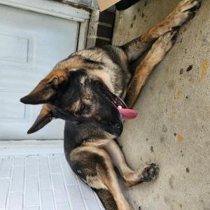 Found Dog Unsure