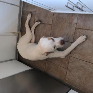 Found Dog Unknown