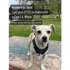 Lost Dog Jack