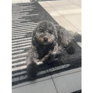 Lost Dog Bear