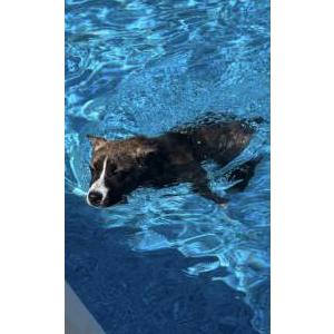 Lost Dog Elsa