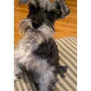 Lost Dog Bentley