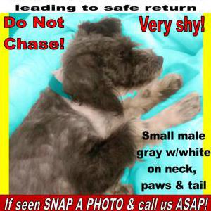 Lost Dog ACE
