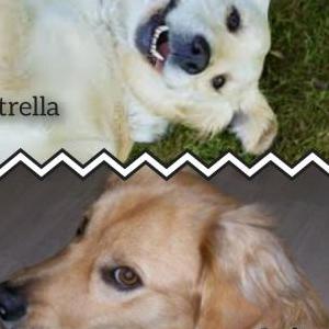 Lost Dog Lulu / estrella