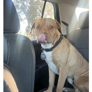 Lost Dog Patron