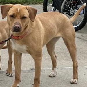Lost Dog Denny