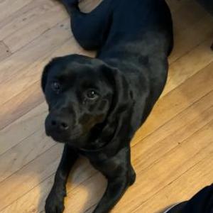Lost Dog lossee lee