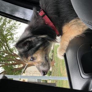 Lost Dog Samantha