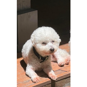 Lost Dog Sonny