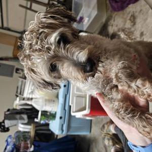 Found Dog Unknown