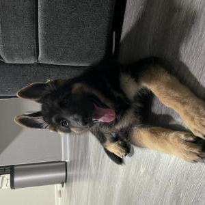 Lost Dog Whiskey