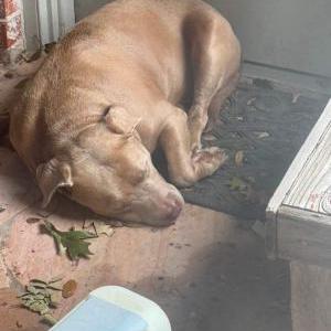 Found Dog Unknown