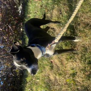 Lost Dog Benjamin
