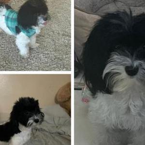 Lost Dog Cookie
